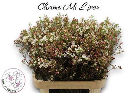 <h4>Chame Mi Liron</h4>