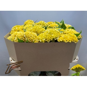 Celosia Smashing Yellow Freger