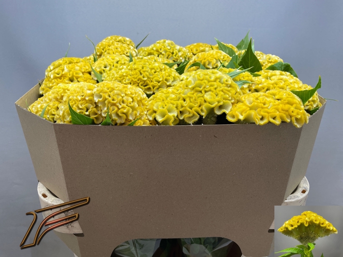 <h4>Celosia Smashing Yellow Freger</h4>