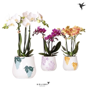 Phalaenopsis Multifloratypes overig