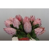 Protea Cynaroides