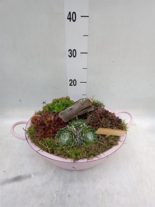 <h4>Arr.  Sempervivum L%</h4>