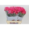 Dianthus St Bizet
