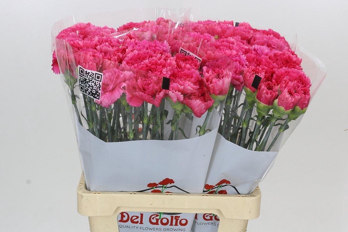 <h4>Dianthus St Bizet</h4>