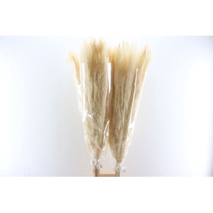 Dried Cortaderia Dadang Bleached 140cm P Stem