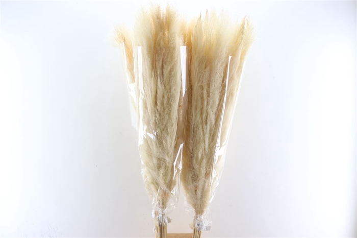 <h4>Dried Cortaderia Dadang Bleached 140cm P Stem</h4>