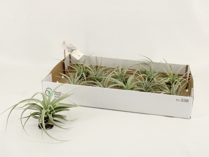 <h4>TILLANDSIA XEROGRAPH</h4>