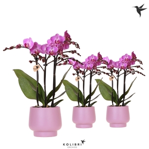 Kolibri Orchids Phalaenopsis violet 3spike in Scandic pot violet