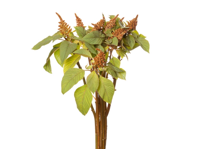 AMARANTHUS DOBRADO 070 CM BRONZE