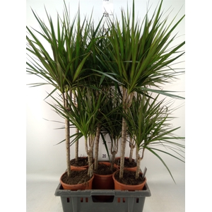 Dracaena marg.