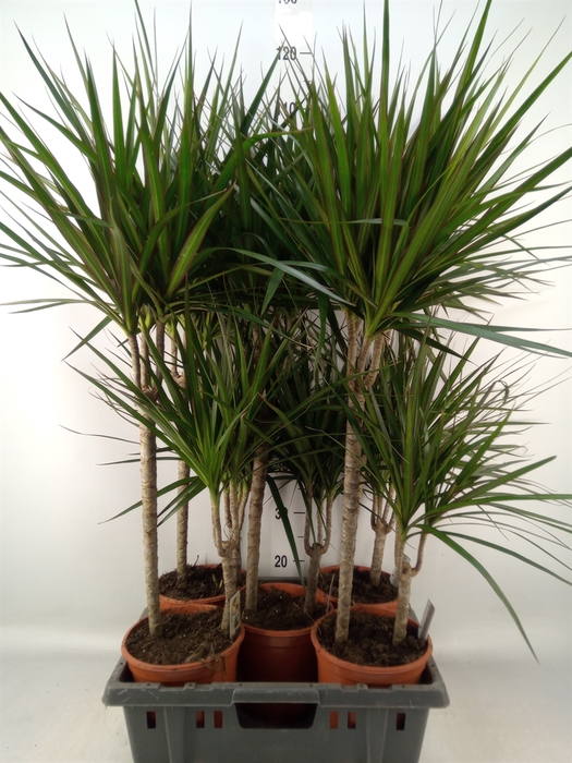 <h4>Dracaena marg.</h4>