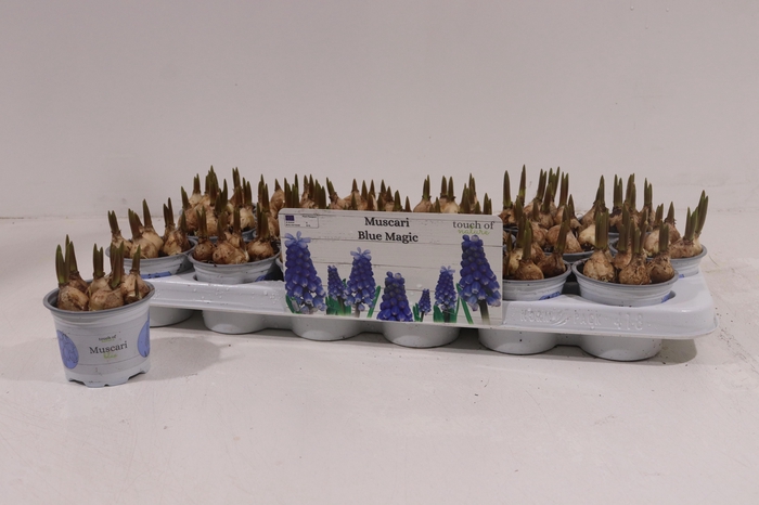 <h4>Muscar Blue Magic</h4>