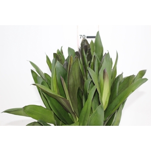 FOLHAGEM DRACENA POA