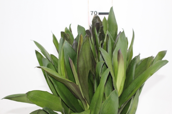 <h4>FOLHAGEM DRACENA POA</h4>
