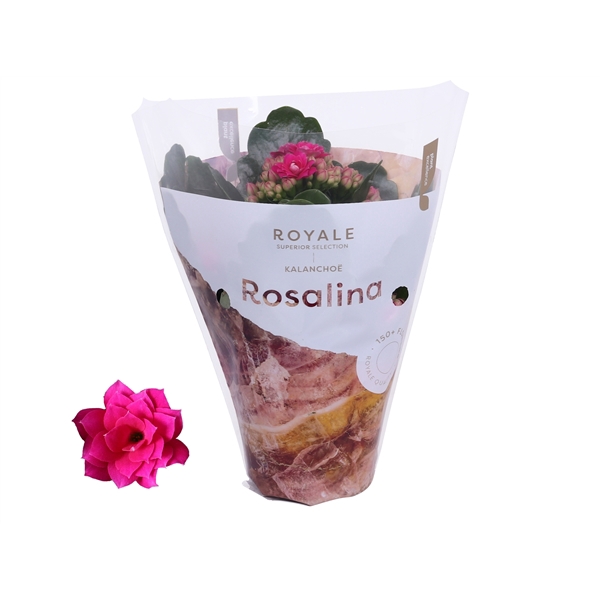 <h4>Kalanchoe Rosalina 07cm Royale Victorio paars</h4>