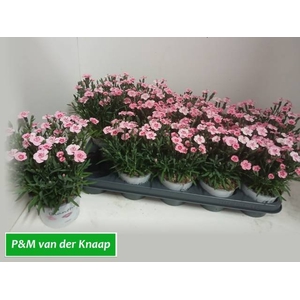 DIANTHUS PEACH PARTY P12