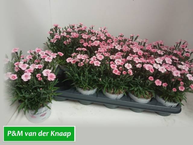 <h4>DIANTHUS PEACH PARTY P12</h4>