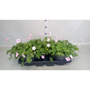 Geranium sang.