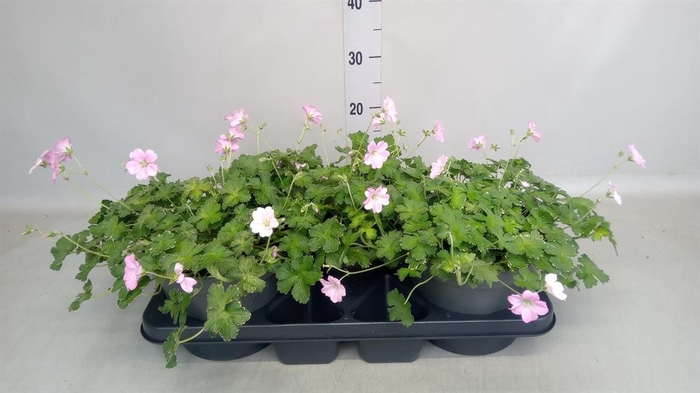 <h4>Geranium sang.</h4>