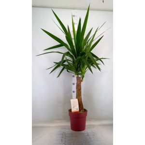 Yucca elephantipes   ...