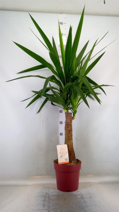 <h4>Yucca elephantipes ...</h4>