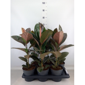 Ficus elastica 'Pink Camouflage'