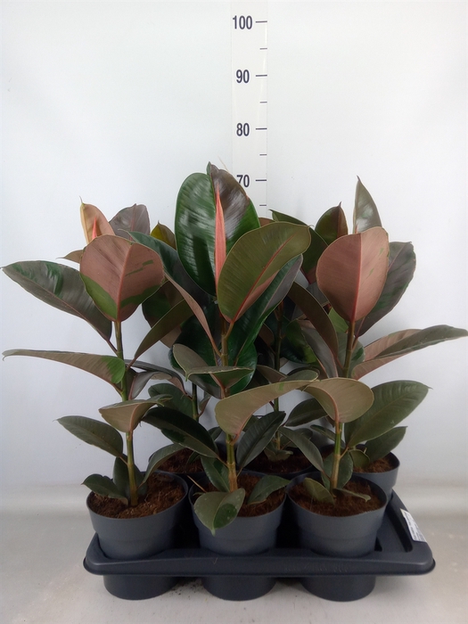 <h4>Ficus elastica 'Pink Camouflage'</h4>