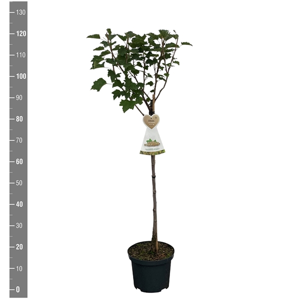 <h4>Ribes r. Werdavia stam 60 cm (witte bes)</h4>