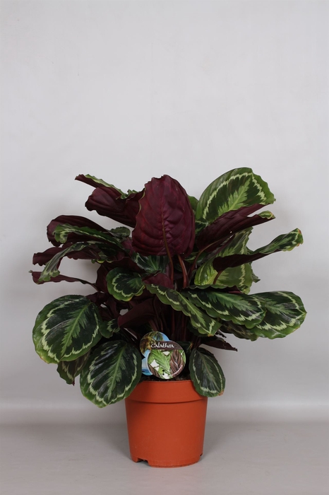 <h4>Calathea  'Medallion'</h4>