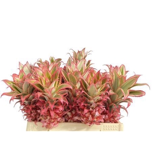 Ananas Compacta