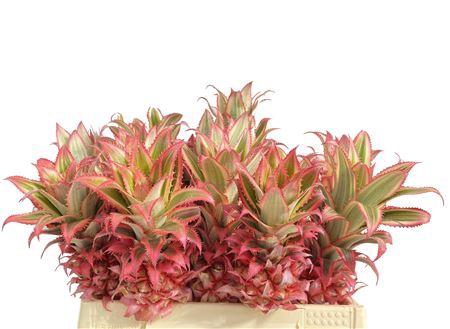 <h4>Ananas Compacta</h4>