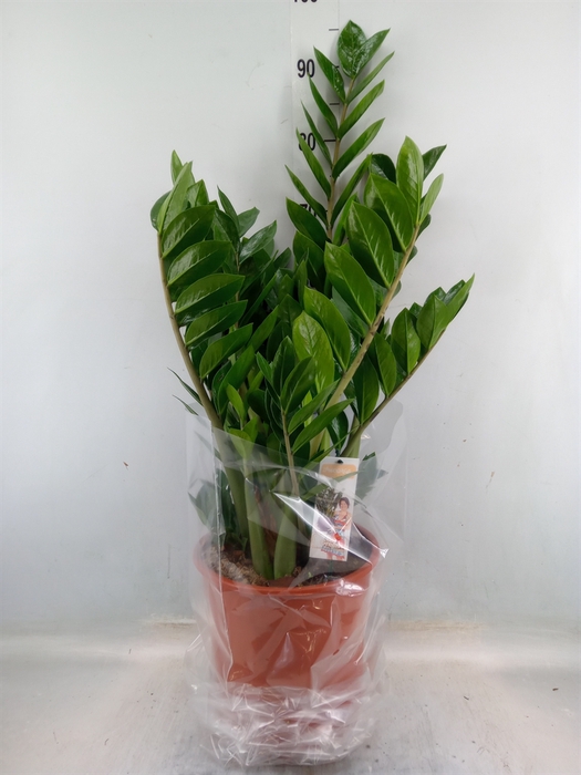 <h4>Zamioculcas zamiifolia</h4>