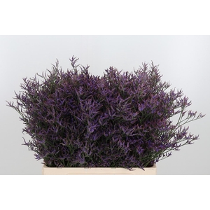 Lim Saf Dark Blue 60 20