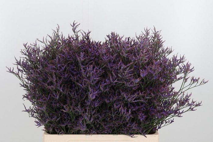 <h4>Lim Saf Dark Blue 60 20</h4>