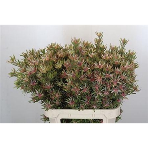 Leucad Ayoba Star Pearl