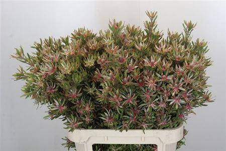 <h4>Leucad Ayoba Star Pearl</h4>