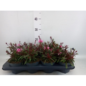 Gaura lindheimeri   ...