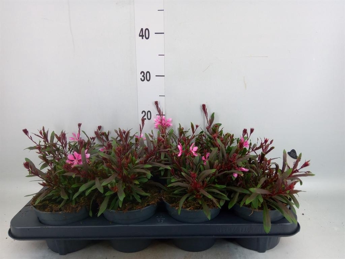 <h4>Gaura lindheimeri   ...</h4>