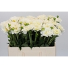 Dahlia White Onesta