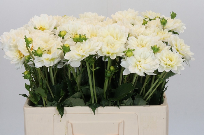 <h4>Dahlia White Onesta</h4>