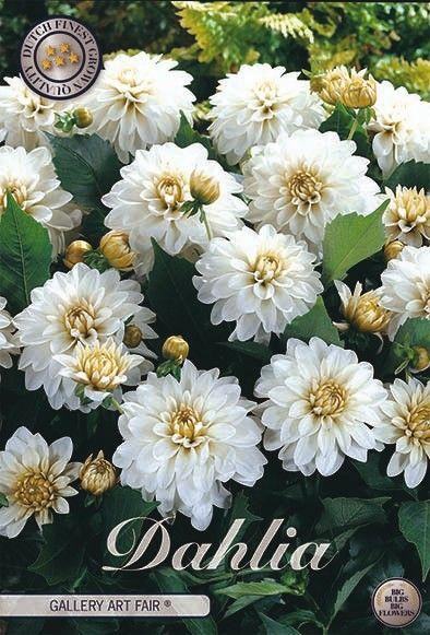 <h4>Dahlia Gallerie Art Fair x1</h4>