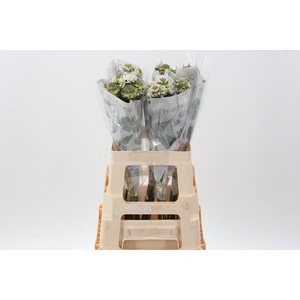 Scab Sweetness Bon Bon 60cm ECU