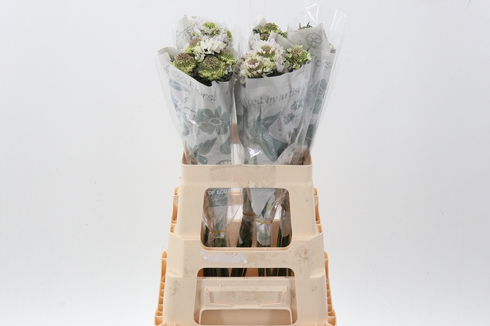 <h4>Scab Sweetness Bon Bon 60cm ECU</h4>
