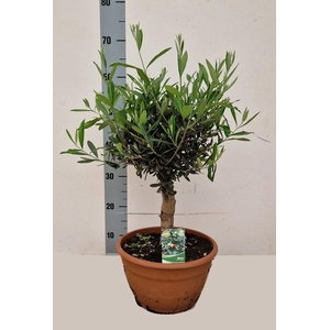 OLEA EUROPAEA