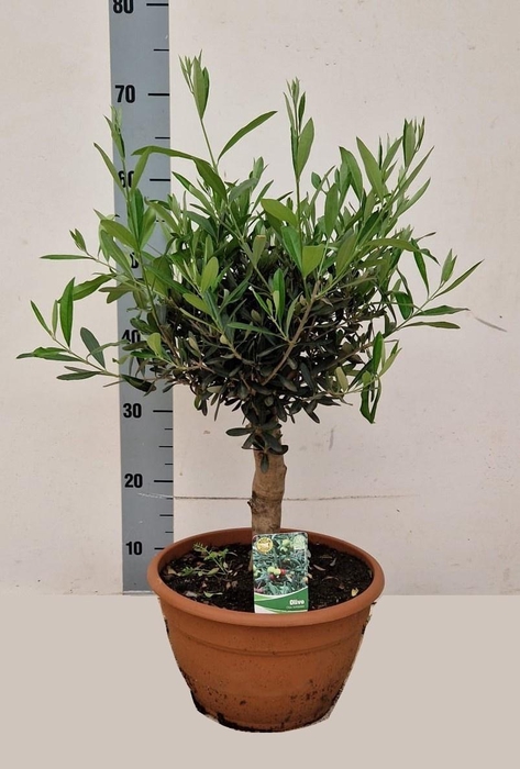 <h4>OLEA EUROPAEA</h4>