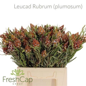 LEUCAD RUBRUM (PLUMOSUM)