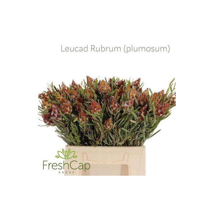 <h4>LEUCAD RUBRUM (PLUMOSUM)</h4>
