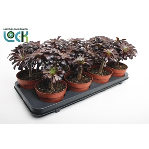 Aeonium Arboreum nigrum