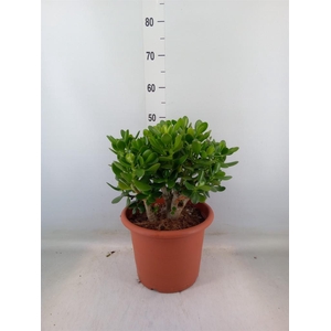 Crassula ovata