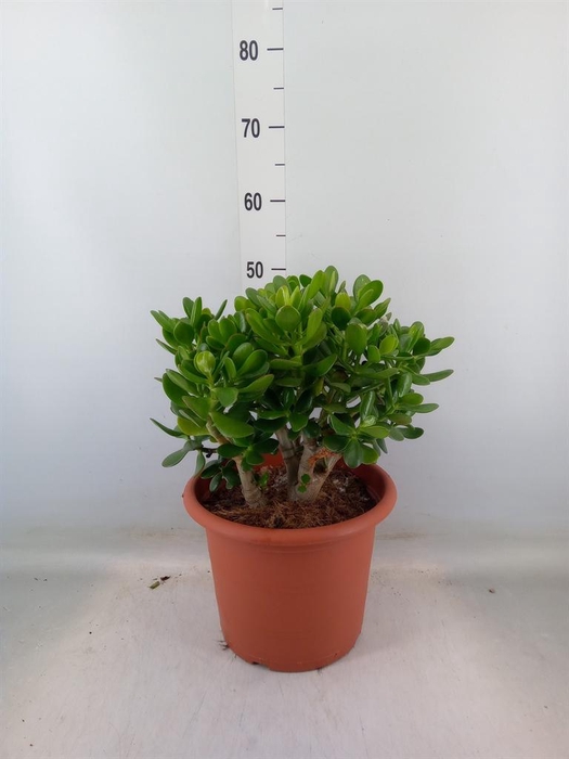<h4>Crassula ovata</h4>